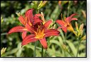 bloemen bloem hdr natuur flora roos rozen tulp tulpen orchidee orchideeen zonnebloem geranium cannabis marihuana wiet hennep sativa indica